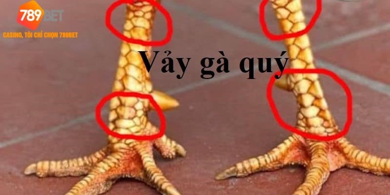 Vảy gà quý
