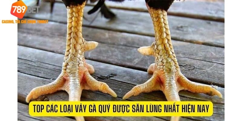 Vảy gà quý 2024: Xu hướng mới và những phát hiện bất ngờ